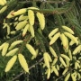 Eglė rytinė (Picea orientalis) 'Aureospicata'